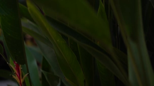 Tiro Perto Uma Bromélia Florescente Planta Verde Flor Vermelha Resort — Vídeo de Stock