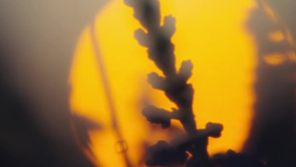 Telefoto Macro Detail Close Van Lavendel Bloem Tegen Wazig Zonsondergang — Stockvideo