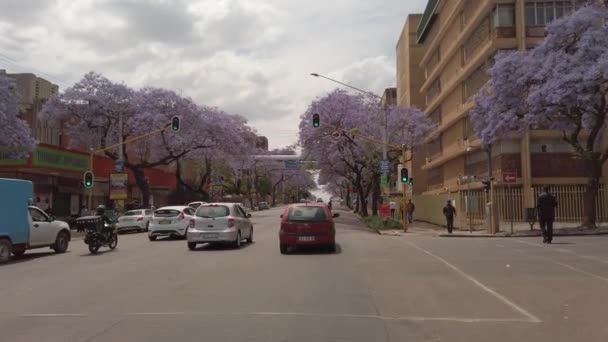 Οδηγώντας Μέσα Από Την Πόλη Δέντρα Jacaranda Επένδυση Του Δρόμου — Αρχείο Βίντεο
