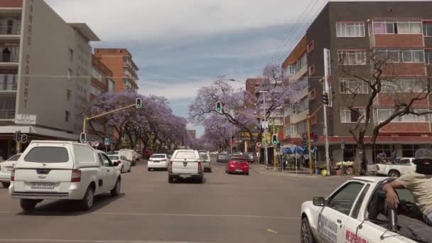 通りに沿ってジャカランダの木とサニーサイドの通りを運転 — ストック動画