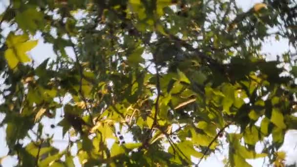 Κυκλική Στροβιλίζονται Μέσα Από Φύλλα Δέντρων Μια Βελανιδιά — Αρχείο Βίντεο
