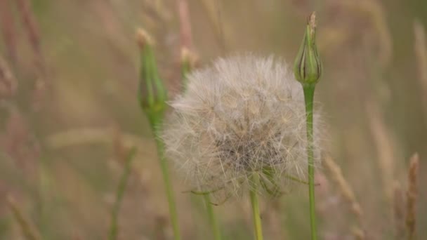 Seedhead Buds Western Salsify Plant Meadow Dalam Bahasa Inggris Tragopogon — Stok Video