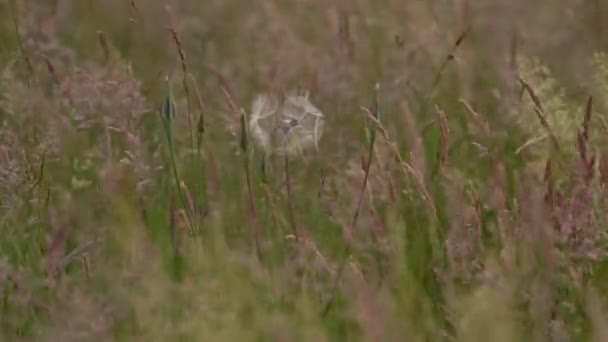 Hayalci Kırsal Bölge Vahşi Yüksek Çimen Görüntüsü Vahşi Çiçeğe Yakınlaş — Stok video
