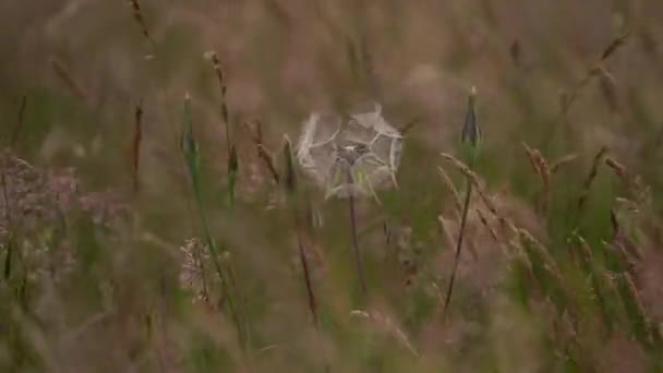 Tragopogon Dubius Seedhead Swaying Wind Gele Schorseneren Close Shot — Stockvideo