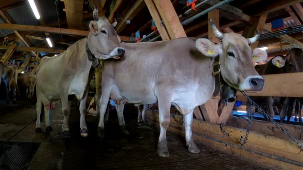 Vacas Suizas Granero Braunvieh Schweiz Agricultor Las Montañas — Vídeos de Stock