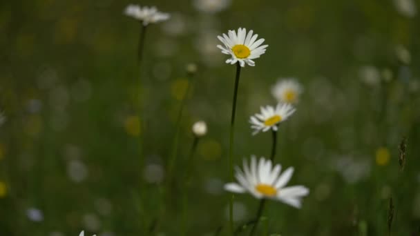 Vahşi Beyaz Papatya Çiçekleri Ile Bir Çayırın Yakın Çekimi — Stok video