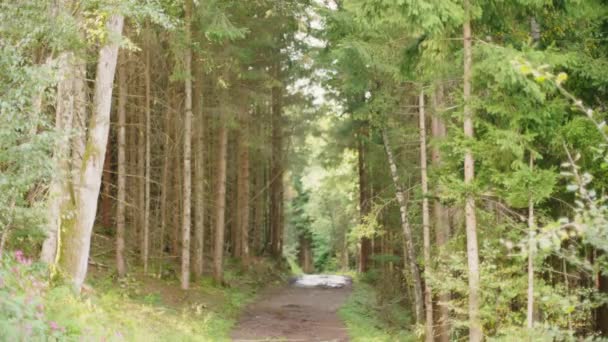 晴れた秋の日の間に歩道がある風光明媚な針葉樹林 木の間の地面にあるシダと草の植物 滑らかなカメラスライド運動 チロル オーストリア — ストック動画