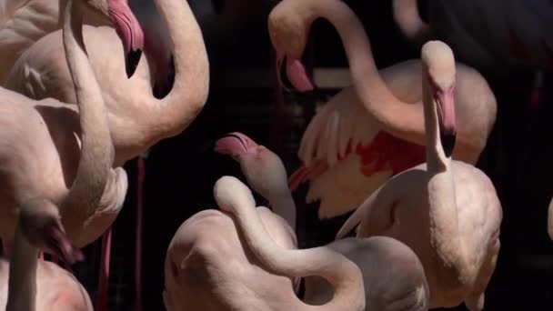 Close Shot Van Een Flamboyantie Van Roze Flamingo — Stockvideo