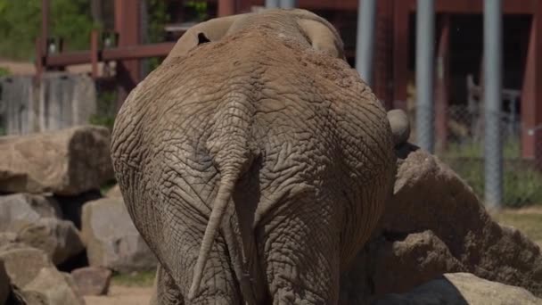 Vista Posteriore Elefante Africano Che Scodinzola Coda — Video Stock
