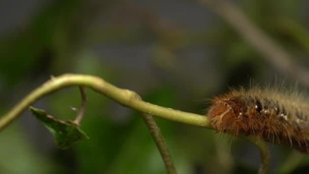 Lasiocampa Quercus Oak Eggar Hairy Brown Crawling Caterpillar Plant Twig — Stock Video