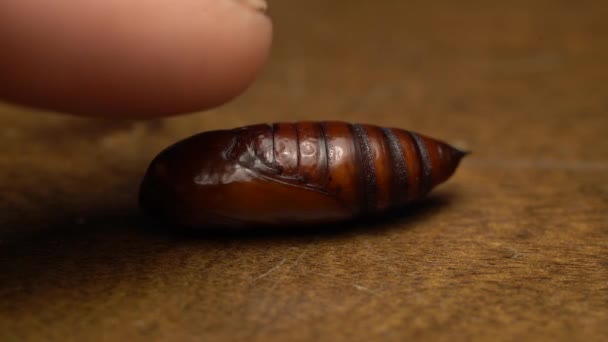 Macro Shot Human Finger Touching Moving Noctuidae Pupa — Vídeo de stock