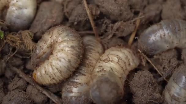 Many Grub Worms Soil Bury Themthemselves Underground Macro Shot — стоковое видео
