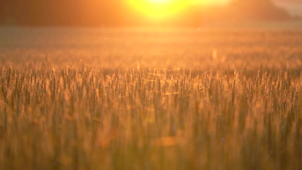 Мечтательное Культурное Зерновое Поле Золотым Закатным Светом Soft Focus — стоковое видео