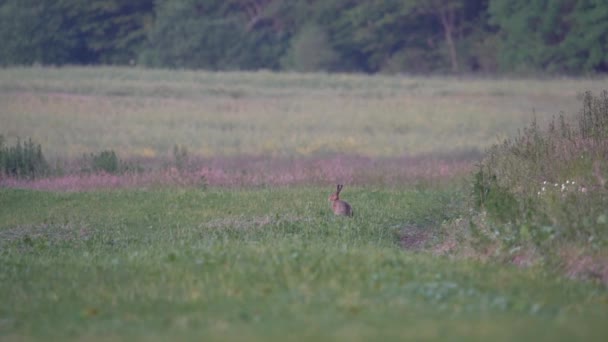 森の端のフィールドでのヨーロッパの野生のウサギ Lepus Europaeus — ストック動画