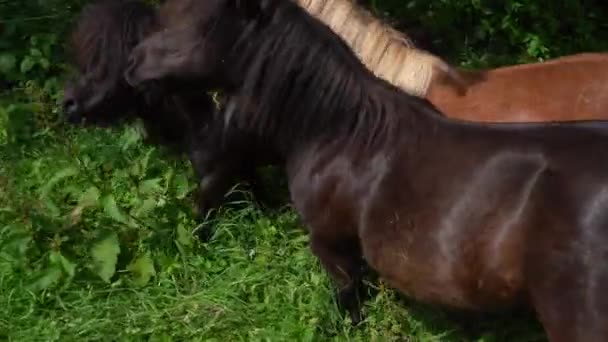 Hengst Und Wallach Kämpfen Eine Shetland Ponystute — Stockvideo