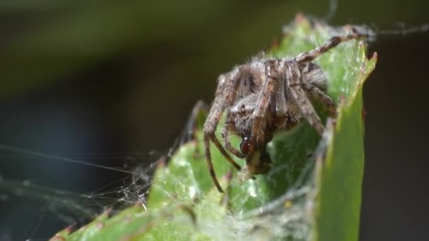 Spider Eating Its Prey Ants Green Leaf Macro Olhos Grandes — Vídeo de Stock