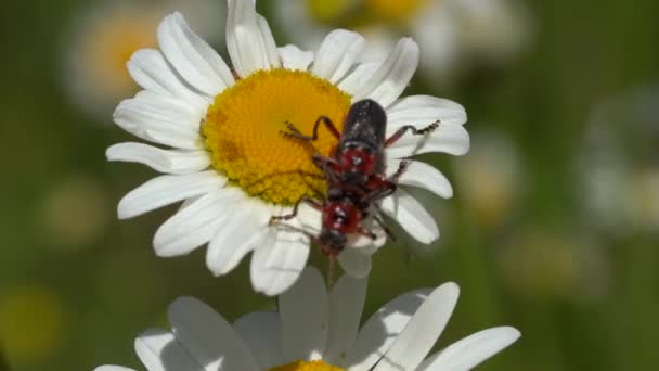Cantharis Fusca Asker Böceği Beyaz Çiçek Üzerinde Çiftleşiyor Yaklaş Macro — Stok video