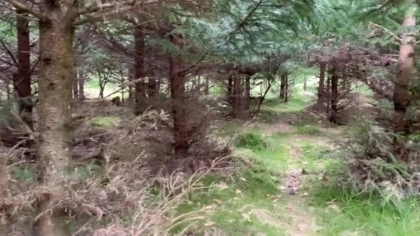 Spooky Pine Tree Forest Pan Gauche — Video