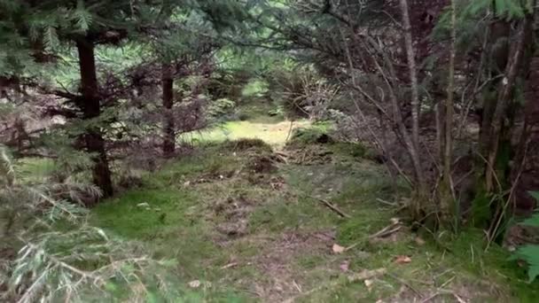 Zomer Groene Bomen Het Bos Het Platteland Van Scandinavië — Stockvideo