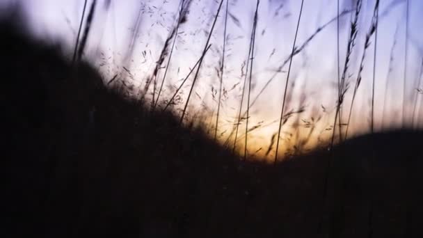 Tepelerin Arkasındaki Güzel Bir Alt Katın Önündeki Mısır Tarlasında Buğday — Stok video
