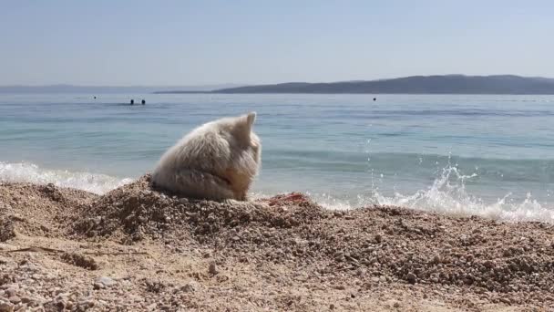 Αστεία Samoyed Σκυλί Στην Αδριατική Παραλία Της Κροατίας Καλοκαίρι Χαλαρώνοντας — Αρχείο Βίντεο