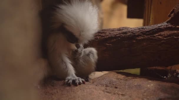 Macaco Tamarin Pinc Saguinus Edipus Arrumando Cativeiro Close — Vídeo de Stock