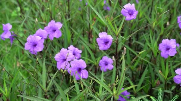 Красивые Фиолетовые Фиолетовые Цветы — стоковое видео