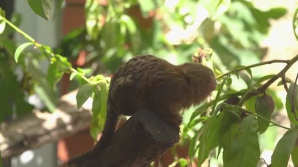 Pygmejský Kosman Cebuella Pygmaea Malý Druh Opice Nového Světa Původem — Stock video
