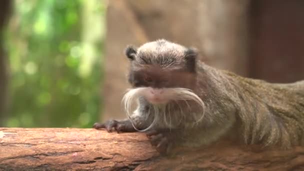 Şirin Mparator Tamarin Saguinus Kumandanı Hayvanat Bahçesindeki Bir Dalda Dinleniyor — Stok video