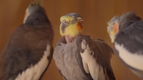 Cockatiels Pierde Muda Estrés Comportamiento Destructivo Las Plumas Acicalamiento Excesivo — Vídeo de stock