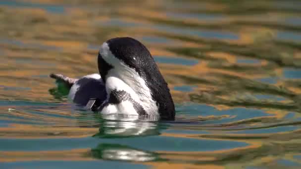 Pingouin Africain Flottant Dans Eau Tout Préparant Ses Plumes Gros — Video