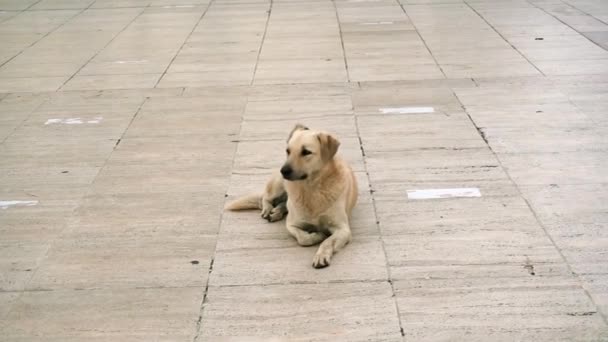Hoş Bir Köpek Stanbul Bir Köpek Parkında Kendini Ağır Çekimde — Stok video