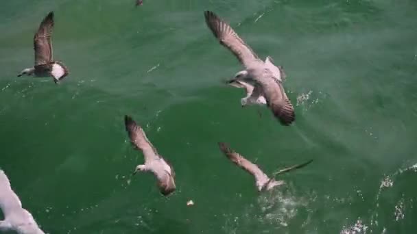 有些海鸥在摄像机前慢吞吞地寻找食物 — 图库视频影像