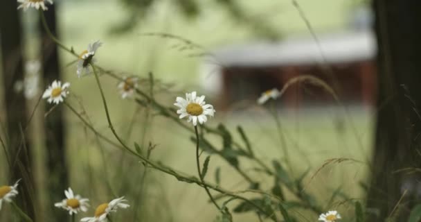 Solsikker Blomstrende Bakken Naturen – Stock-video