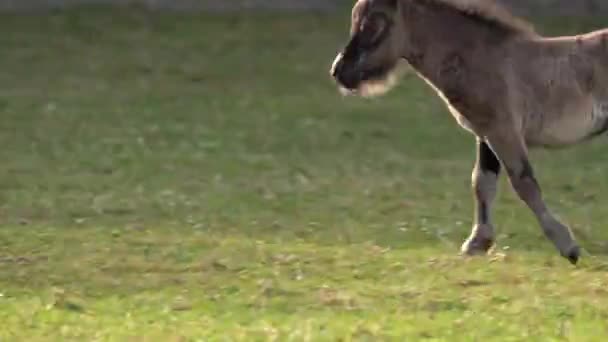 年轻的设得兰小马马驹在草场上的奔跑和跳跃 跟踪射击 — 图库视频影像