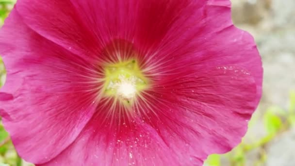 Пыльца Покрытая Пчелой Летит Красный Цветок — стоковое видео