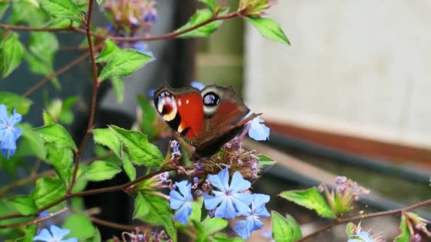 Krásný Páví Motýl Usadil Divokém Kvetoucím Keři Zblízka — Stock video