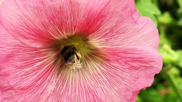一只大黄蜂飞入乡村花园的一朵红花中 — 图库视频影像