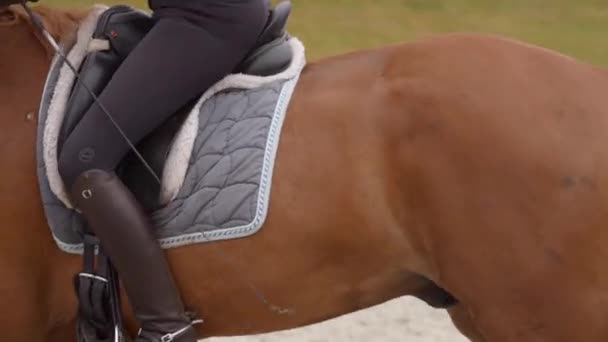 Rider Kasztan Ujeżdżenie Konia Trot Zewnątrz Średni Tracking Shot — Wideo stockowe