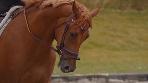 Dressuur Paard Ruiter Draf Buiten Manege Slow Motion — Stockvideo