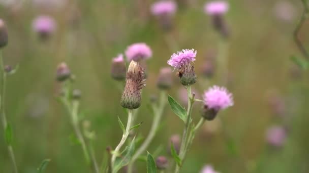 Macro Знімок Фіолетового Циркуля Arvense Квітка Стрибки Вітрі — стокове відео