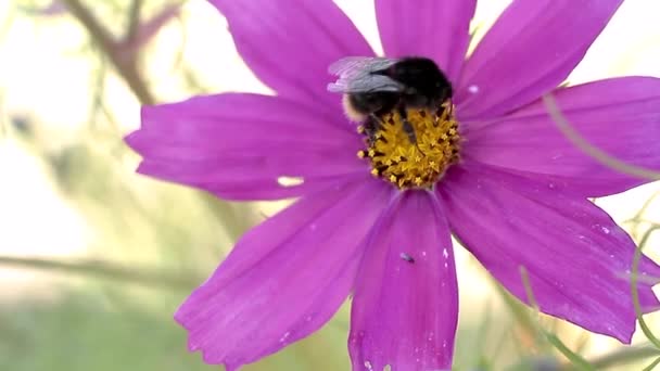 Bienen Sammeln Sommer Nektar Aus Der Blüte — Stockvideo