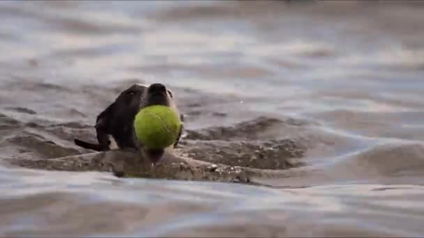 Spårning Jack Russell Terrier Simning Riktigt Snabbt Den Grunda Vattenytan — Stockvideo