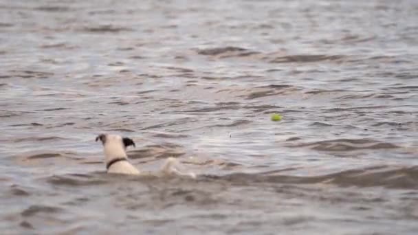 Jack Russel Hund Versucht Tennisball Meer Bekommen Zeitlupe — Stockvideo