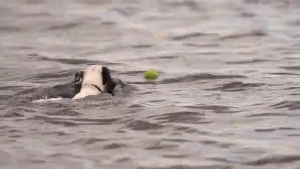 Jack Russell Terrier Swimming Real Fast Shallow Water Surface — Vídeo de stock