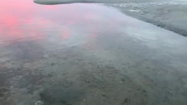 人类的手与球发射器扔球到沙滩上的狗日落 Pov — 图库视频影像