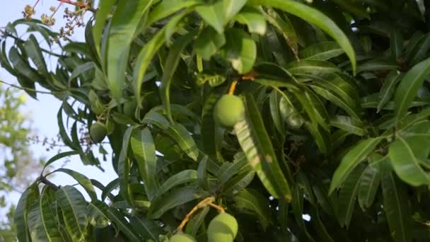Mango Tree Growing Fruit Sunny Day — Stock Video