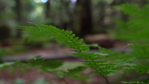 Bir Eğrelti Otu Yemyeşil Bir Orman Zemininin Altında Yol Boyunca — Stok video