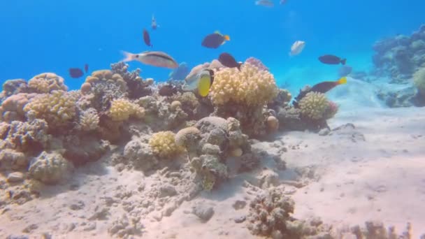 Αργή Υποβρύχια Σκηνή Μικτά Τροπικά Ψάρια Κολυμπούν Κοντά Κοραλλιογενή Ύφαλο — Αρχείο Βίντεο
