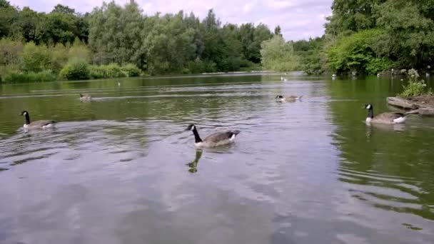 Гуси Купаются Озере Стэмфорд Парке — стоковое видео